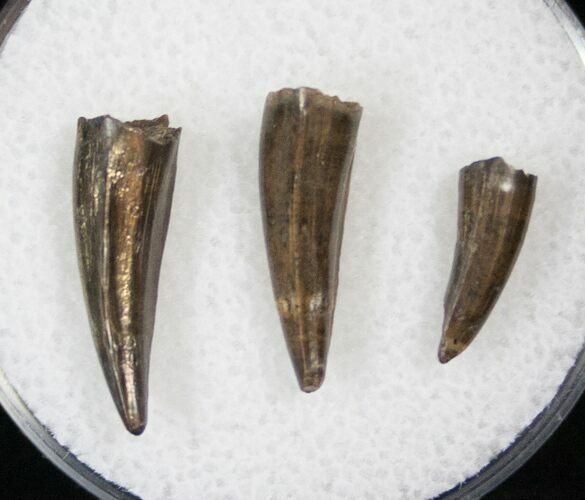 Small Crocodilian Teeth - Hell Creek Formation #14190